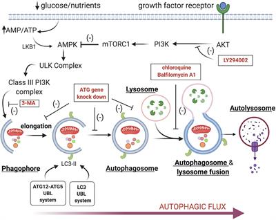 Autophagic Cell Death During Development – Ancient and Mysterious